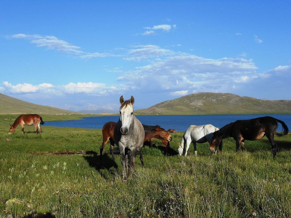 sheosar lake and horses