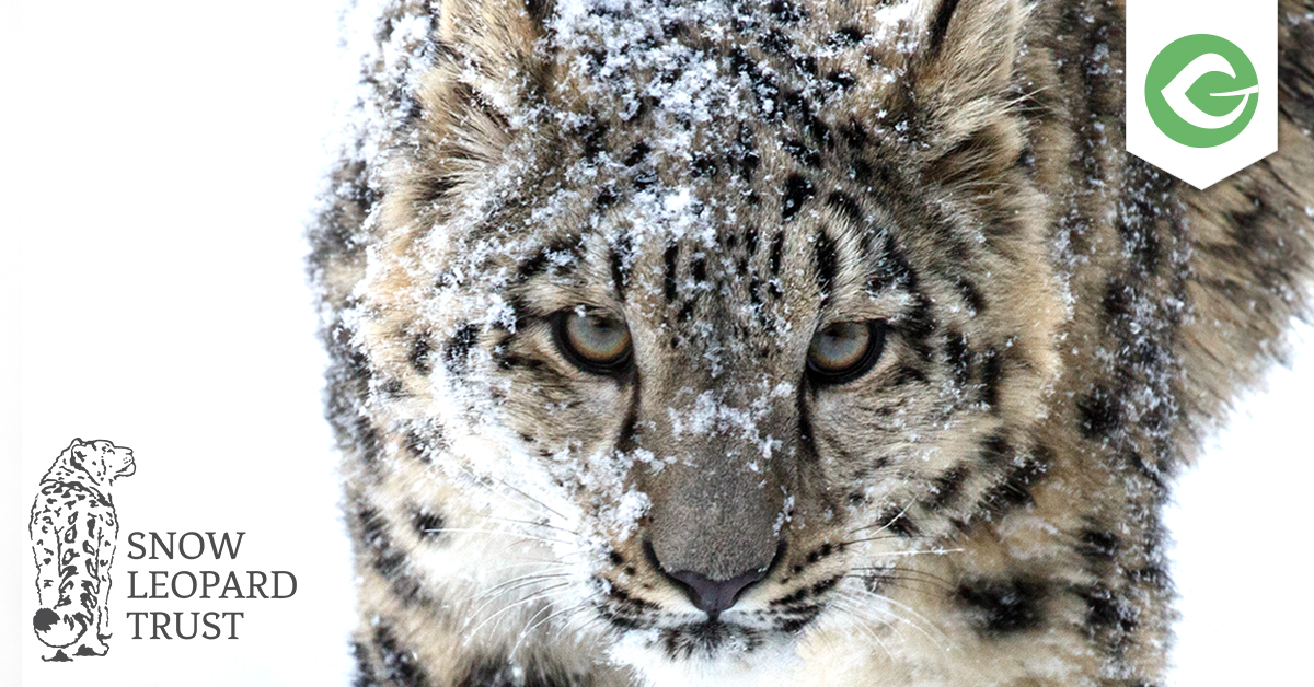 snow leopard trust in pakistan
